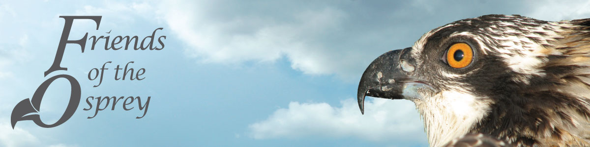 Friends of the Osprey